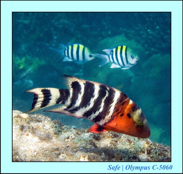 2006 - 07 - Perhentian - Plongee 165